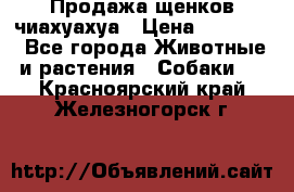 Продажа щенков чиахуахуа › Цена ­ 12 000 - Все города Животные и растения » Собаки   . Красноярский край,Железногорск г.